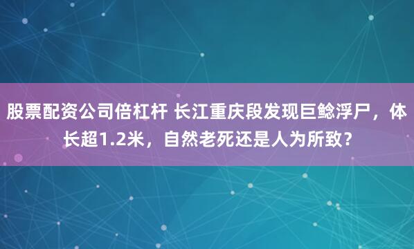 股票配资公司倍杠杆 长江重庆段发现巨鲶浮尸，体长超1.2米，自然老死还是人为所致？